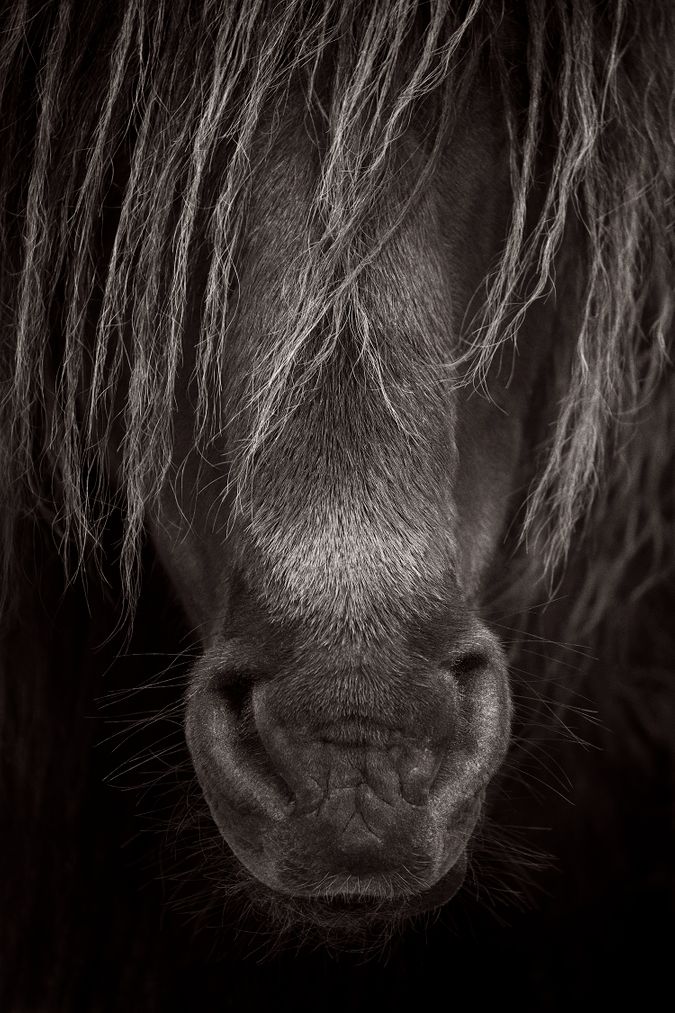 paardenhaar
